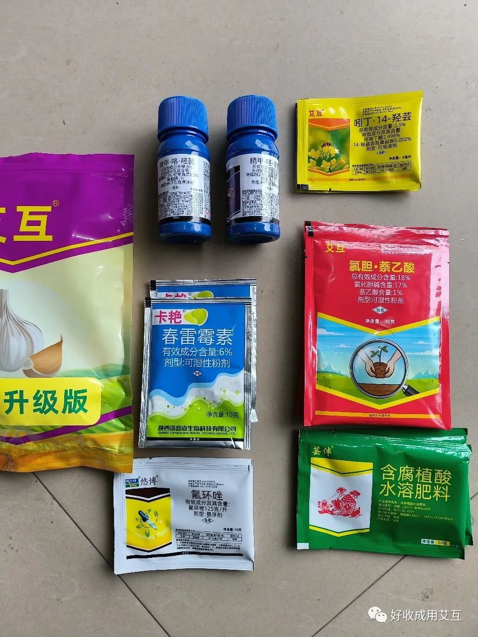 蒜苗种植技术视频_苗蒜的种植技术_蒜苗种植技术和管理方法视频