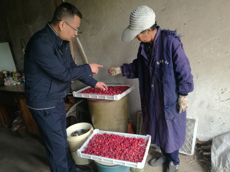 齐齐哈尔种植致富_齐齐哈尔适合种植草药吗_齐齐哈尔种植面积