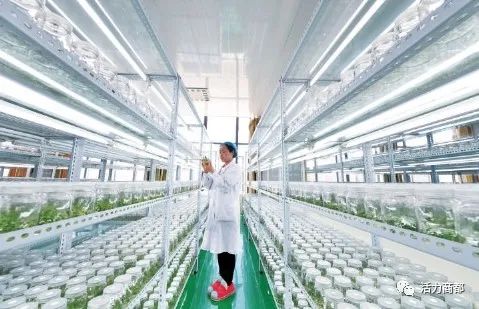 致富种植什么比较赚大钱_致富种植视频全集_种植致富的方式