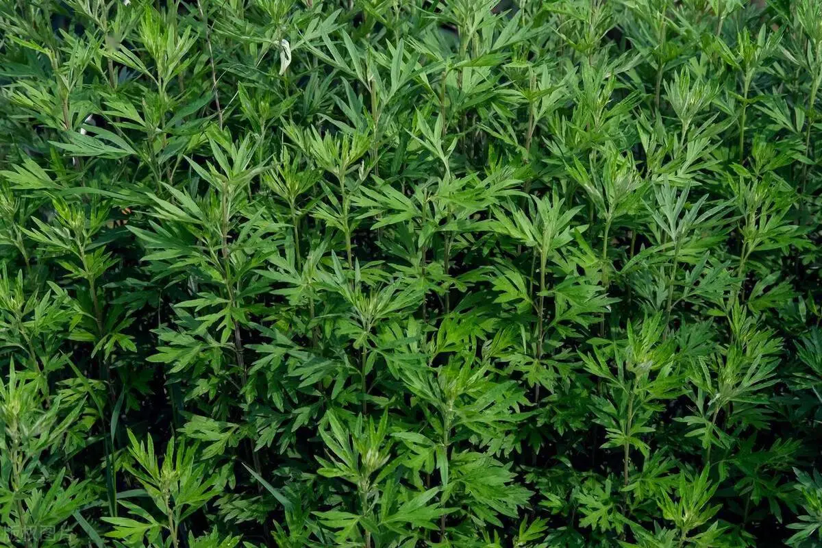 种植艾草致富吗_致富种植艾草图片_种植艾草挣钱吗