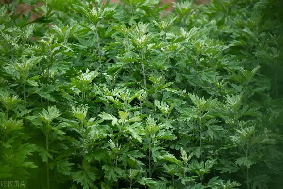 种植艾草致富吗_致富种植艾草图片_种植艾草挣钱吗