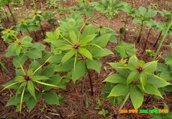 种植技术白芨视频教程_白芨种植技术白芨种植方法_怎样种植白芨技术