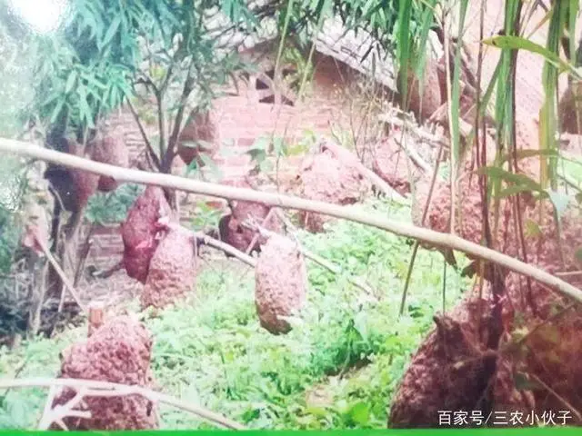马蜂养殖技术视频教程_养殖马蜂视频教程全集_马蜂养殖全过程视频