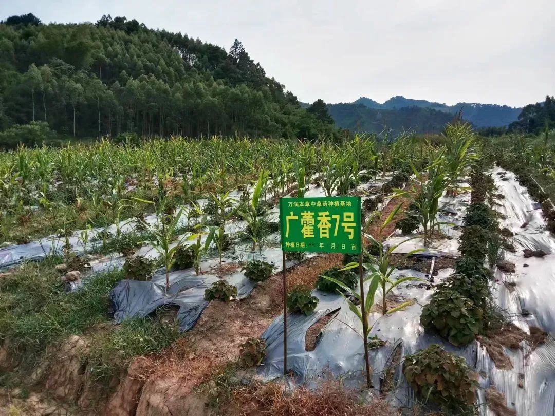 大棚种植药材致富_大棚药材种植项目_大棚药材种植成本与利润
