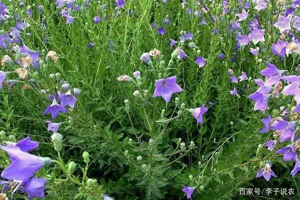 致富中药种植方子是什么_种植中药致富方子_致富中药种植方子图片