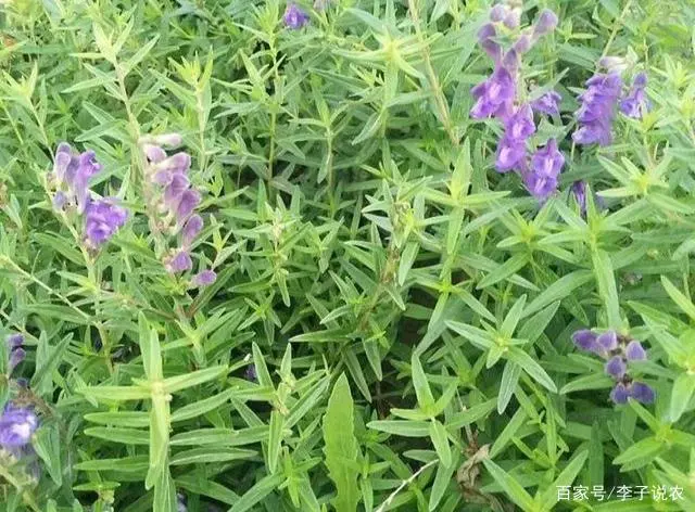 致富中药种植方子是什么_致富中药种植方子图片_种植中药致富方子