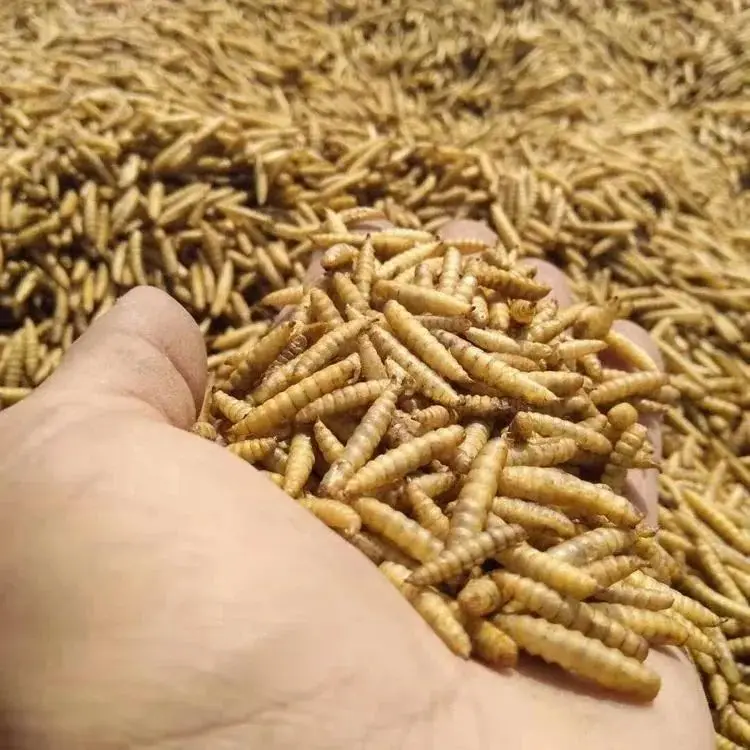 致富经黑水虻鸡养殖视频_谁有黑水虻制作鸡饲料配方_黑水虻养蛋鸡