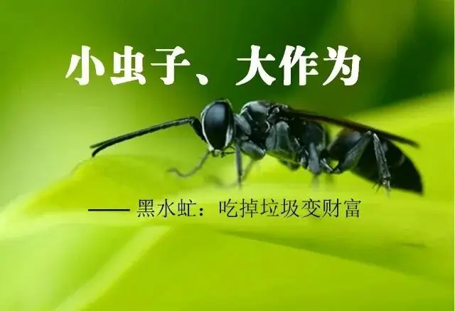 谁有黑水虻制作鸡饲料配方_黑水虻养蛋鸡_致富经黑水虻鸡养殖视频