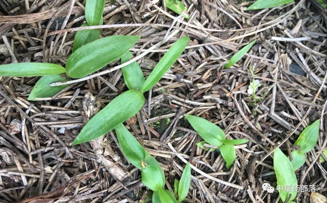 怎样种植白芨技术_白芨种植技术白芨种植方法_种植技术白芨视频教程