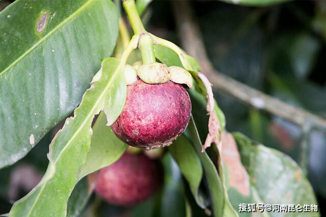 种植山竹方法技术有哪些_山竹种植技术与方法_种植山竹方法技术视频