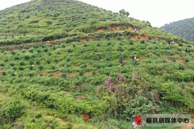 黄皮果的种植技术_黄皮果树种植技术视频_种植果黄皮技术视频