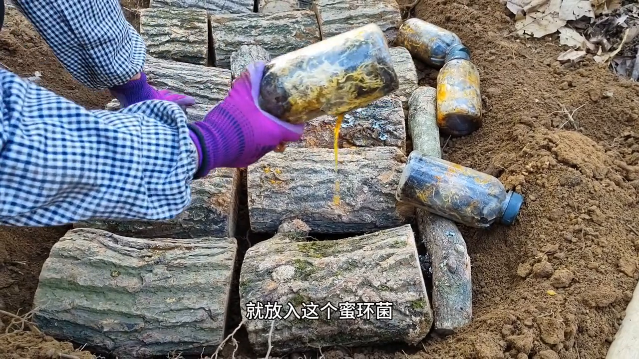 云南种植天麻多少钱一斤_云南天麻种植技术视频_云南天麻种植基地