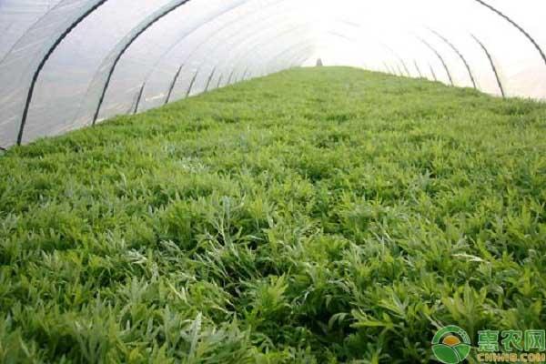 种植野菜成为致富焦点，推荐四种前景好的野菜种植项目