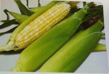 致富玉米甜种植技术视频_致富经甜玉米种植视频_致富经甜玉米种植技术