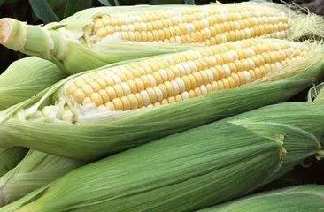致富经甜玉米种植视频_致富经甜玉米种植技术_致富玉米甜种植技术视频