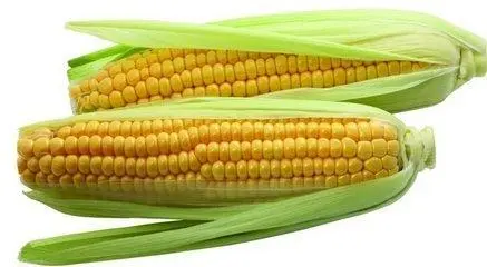 致富玉米甜种植技术视频_致富经甜玉米种植技术_致富经甜玉米种植视频