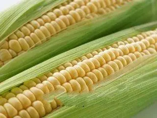致富经甜玉米种植视频_致富玉米甜种植技术视频_致富经甜玉米种植技术