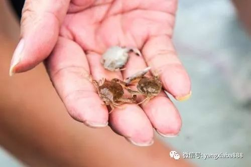 水产养殖致富例子_养殖致富案例_水产养殖致富项目
