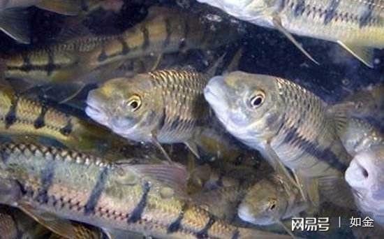 淡水石斑鱼养殖条件_淡水石斑养殖视频_石斑鱼淡水养殖技术