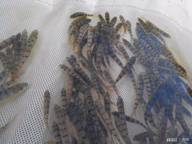 淡水石斑鱼养殖条件_淡水石斑养殖视频_石斑鱼淡水养殖技术