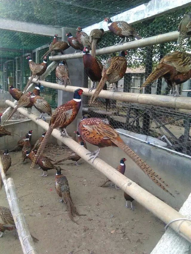 山东天浩猛犬繁育基地