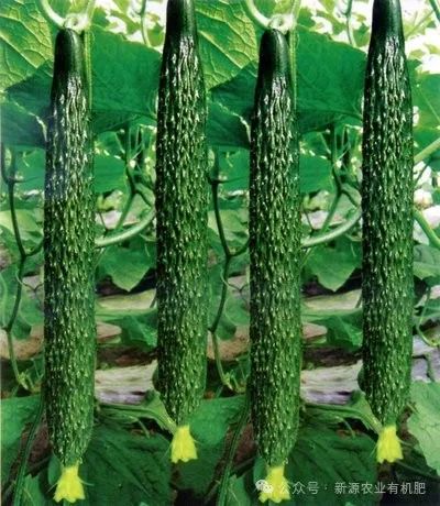 种植黄瓜挣钱吗_黄瓜种植高产技术_黄瓜种植致富