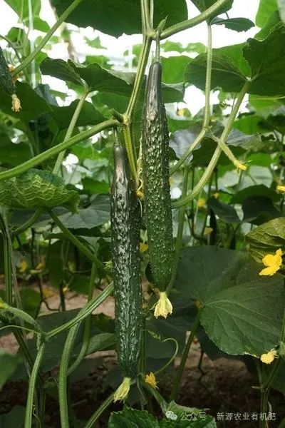种植黄瓜挣钱吗_黄瓜种植致富_黄瓜种植高产技术