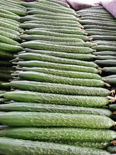 黄瓜种植高产技术_种植黄瓜挣钱吗_黄瓜种植致富