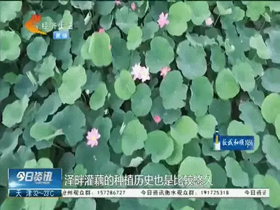 小说致富_致富一肖_致富经 价格战