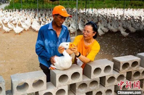 白鹅养殖技术视频_白鹅养殖技术书籍_养殖白鹅赚钱吗