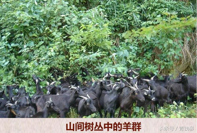 山羊养殖户_广西山羊养殖技术_山羊养殖投资