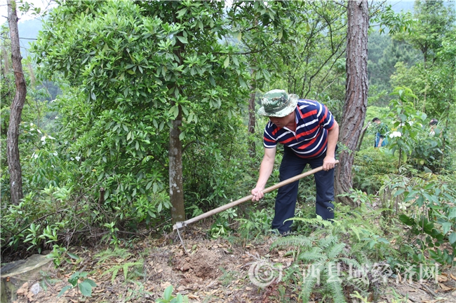 致富种植茯苓怎么样_致富种植茯苓图片_种植茯苓致富