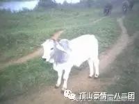 实用乳牛养殖技术 网盘_养殖牛百度网盘_养牛技术百度网盘