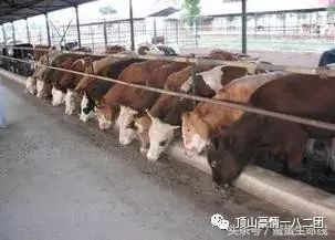 养牛技术百度网盘_实用乳牛养殖技术 网盘_养殖牛百度网盘