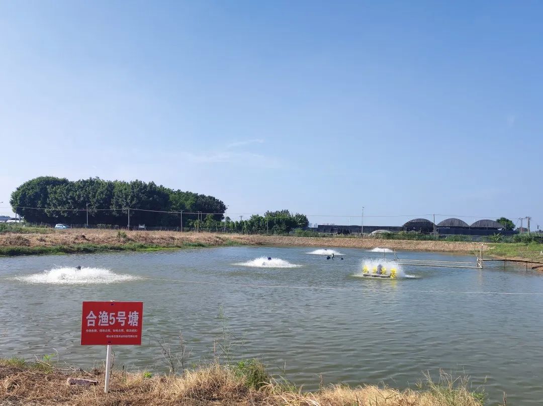 贵州桂花鱼养殖技术_养殖桂花鱼的条件_桂花鱼养殖赚钱吗