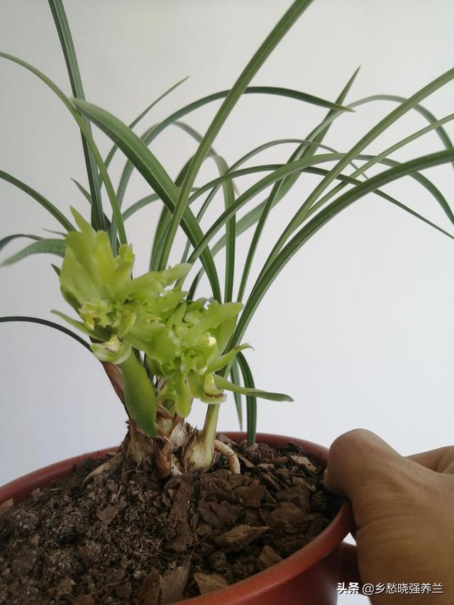 兰花春季养殖_春兰花养殖技术_兰花春季管理方法