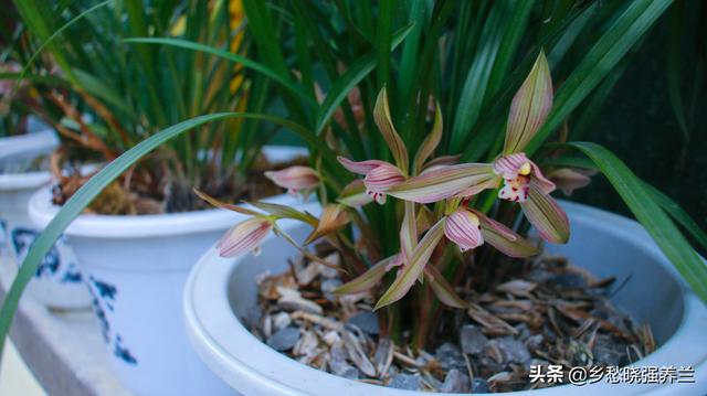 春兰花养殖技术_兰花春季管理方法_兰花春季养殖