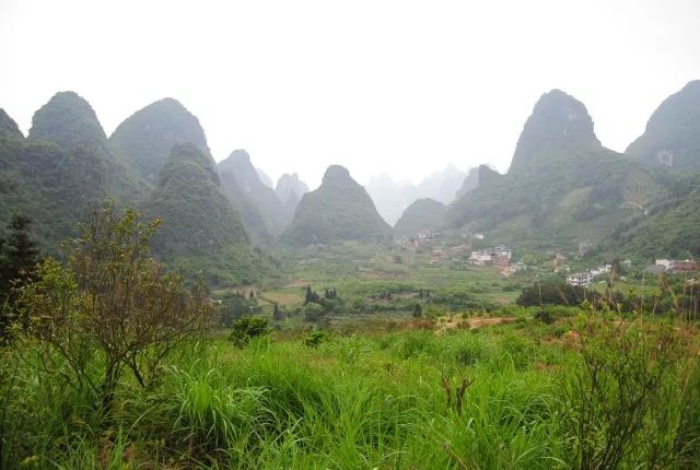 青金桔种植技术_种植青金桔技术要点_青金桔种子怎么种