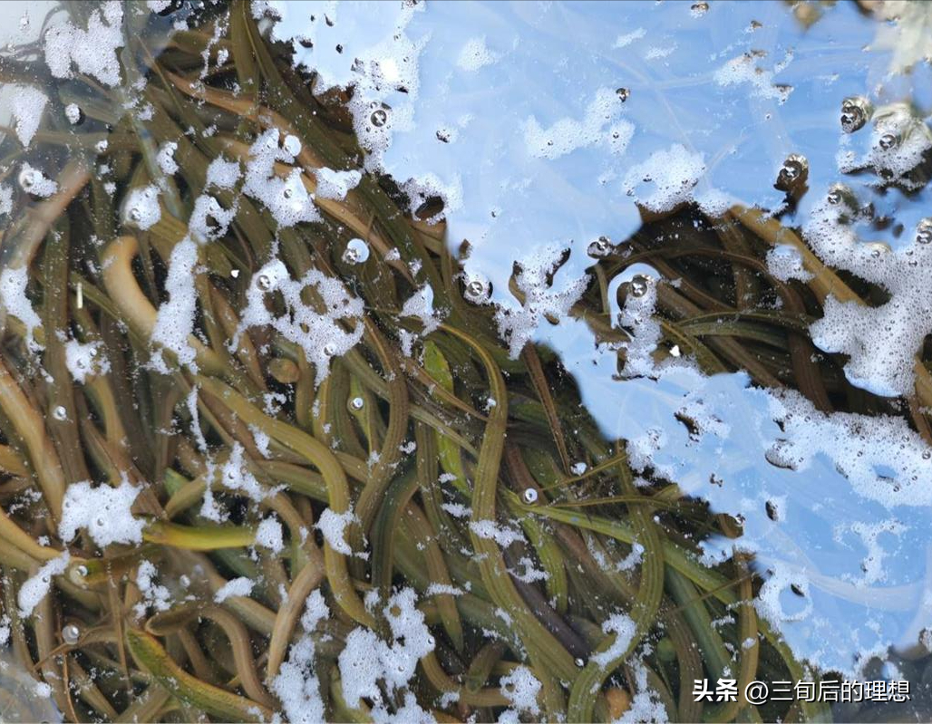 水泥养殖池泥鳅技术要点_水泥养殖池泥鳅技术要求_水泥池泥鳅的养殖技术