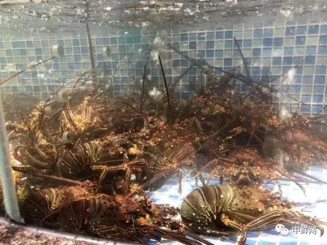 水产养殖专业基础知识_水产养殖技能实操_鱼水产养殖技术专业