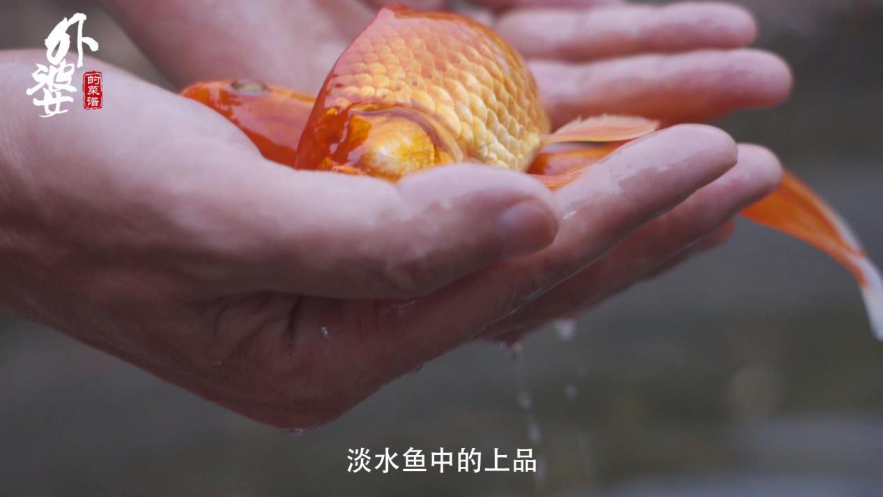 黄锦鲤养殖技术_锦鲤养殖条件和成本_养殖锦鲤视频