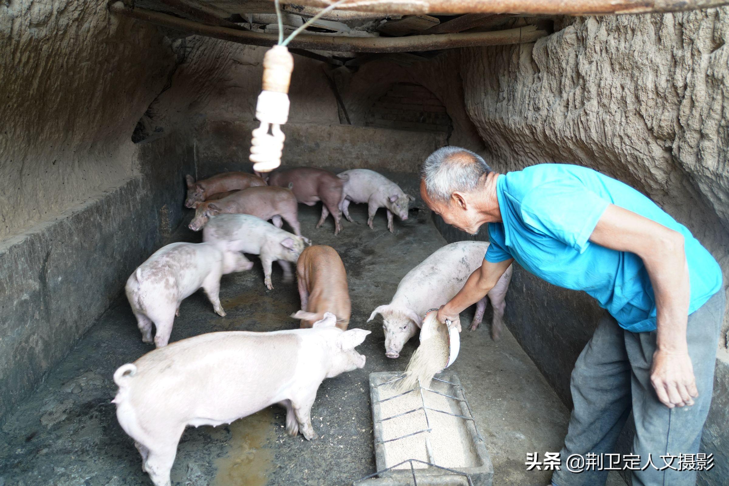 山西养殖业什么最赚钱农村_养殖致富项目山西_致富养殖山西项目有哪些