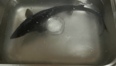 致富经养殖观赏鱼视频_视频致富观赏养殖鱼怎么做_视频致富观赏养殖鱼是真的吗