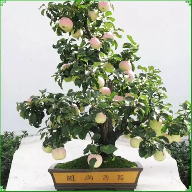 果树的养殖方法和注意事项_果树下养殖技术_果树栽培管理与养护