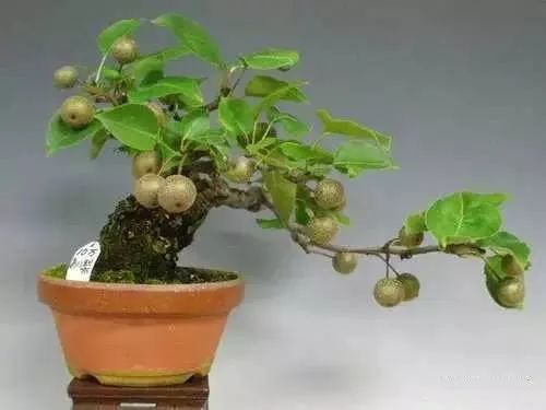 果树下养殖技术_果树栽培技术_果树的养殖方法和注意事项