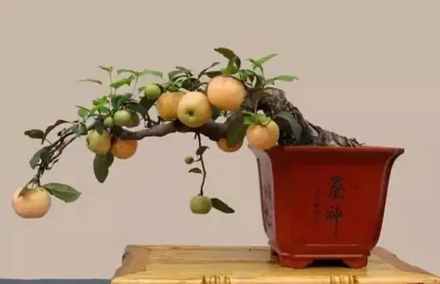 果树栽培技术_果树下养殖技术_果树的养殖方法和注意事项