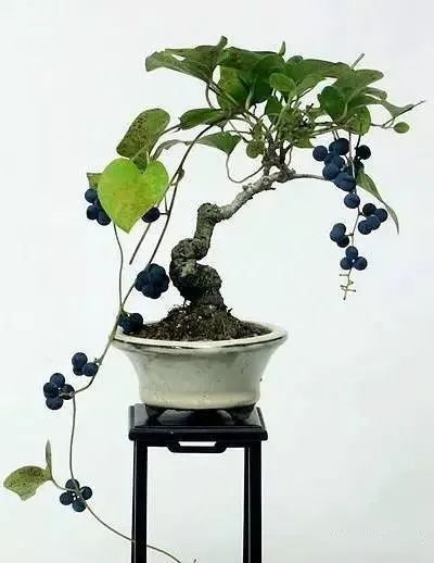 果树栽培技术_果树的养殖方法和注意事项_果树下养殖技术