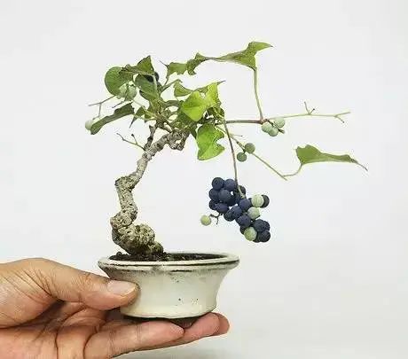 果树的养殖方法和注意事项_果树下养殖技术_果树栽培技术