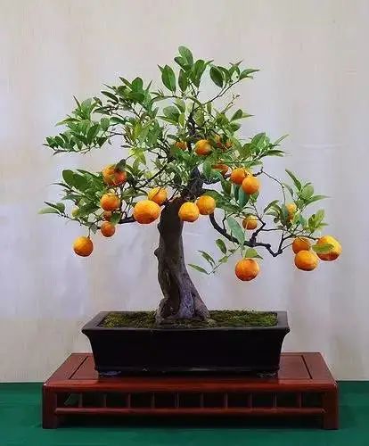 果树栽培技术_果树的养殖方法和注意事项_果树下养殖技术
