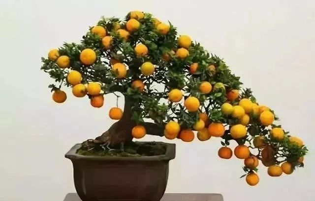 果树下养殖技术_果树的养殖方法和注意事项_果树栽培技术